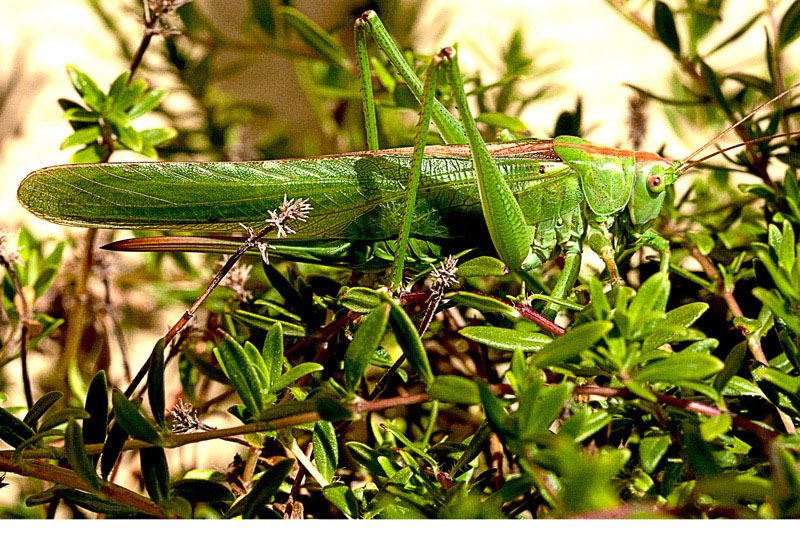 Tettigonia viridissima